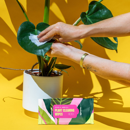 Houseplant Cleaning Wipes - Tampa Home & Garden Store