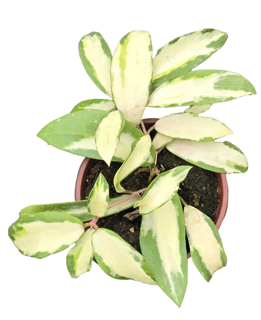 Hoya Acuta 4 inch Grower Pot - Tampa Home & Garden Store