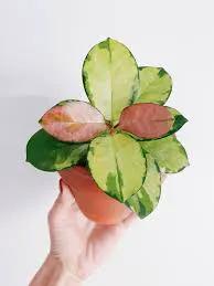 Hoya Australis Lisa - Tampa Home & Garden Store