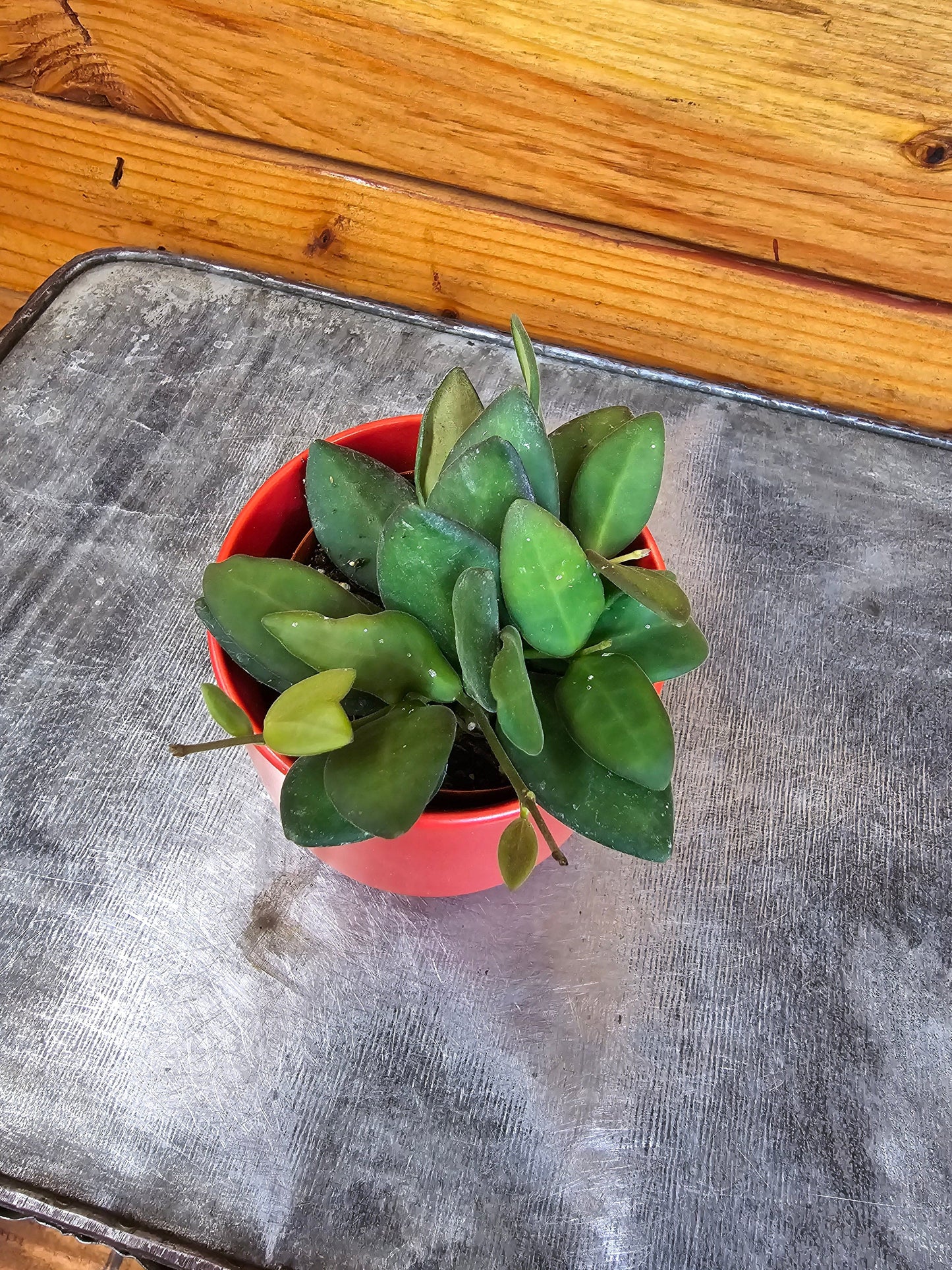 Hoya Bilobata, 2" Plant - Tampa Home & Garden Store