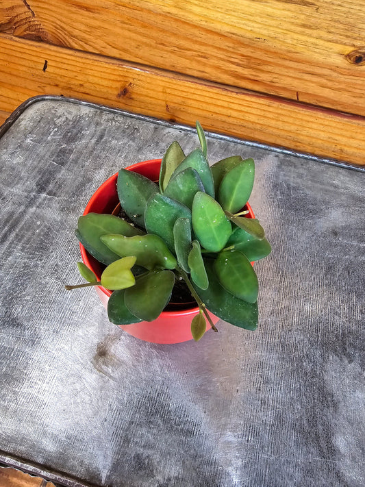 Hoya Bilobata, 2" Plant - Tampa Home & Garden Store