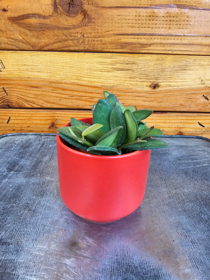 Hoya Bilobata, 2" Plant - Tampa Home & Garden Store