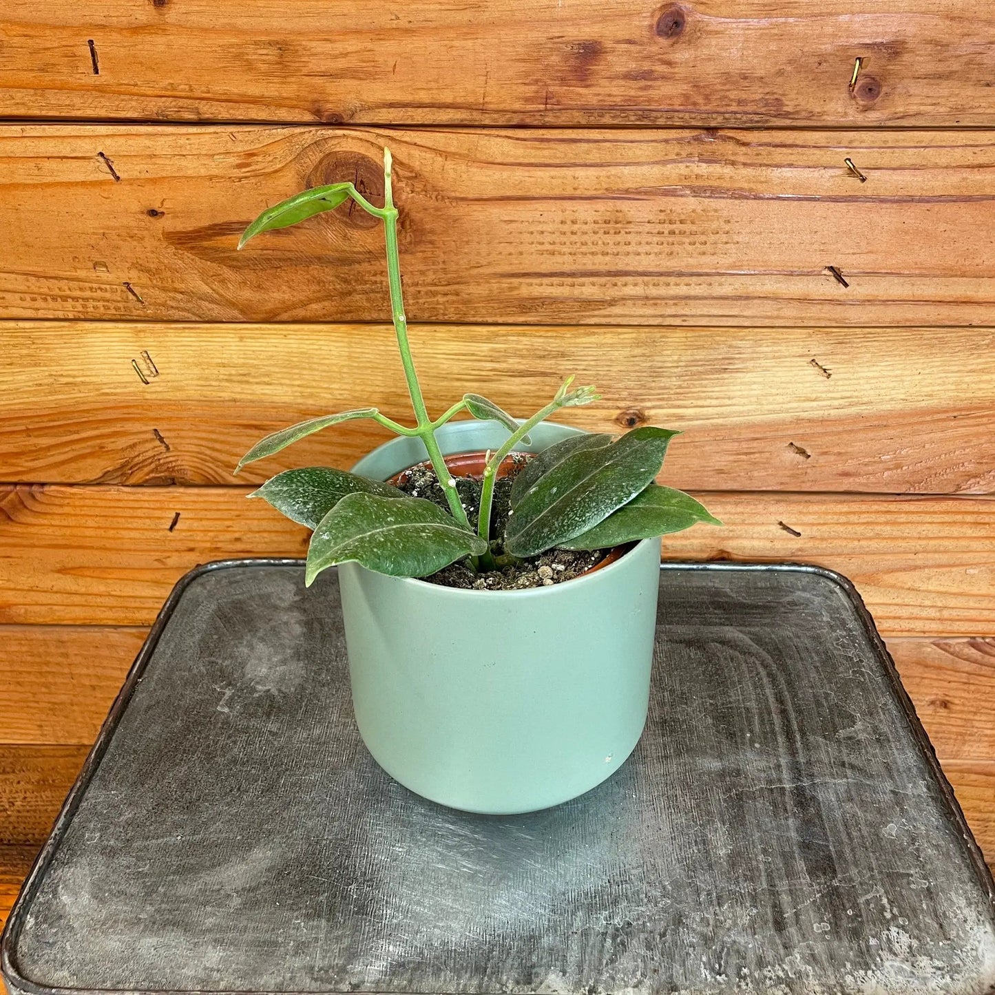 Hoya CV Optimistic, 4" Plant - Tampa Home & Garden Store