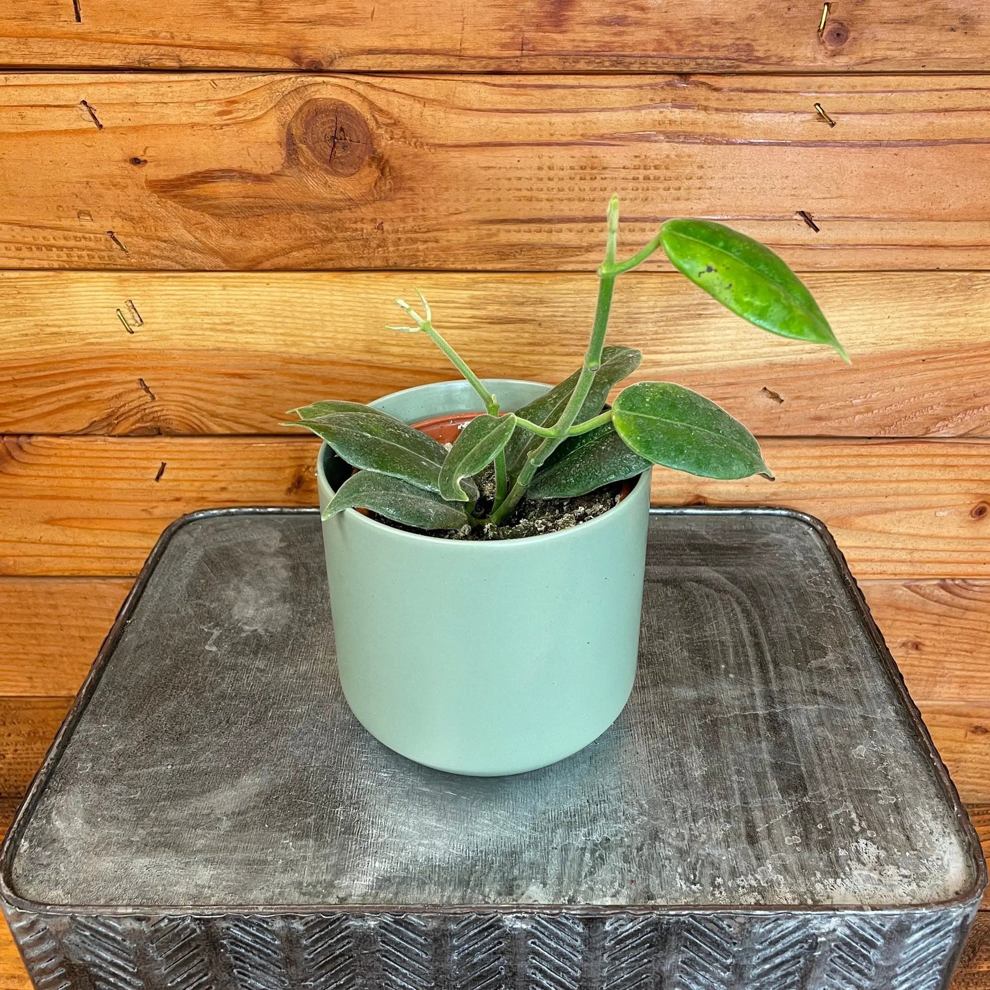 Hoya CV Optimistic, 4" Plant - Tampa Home & Garden Store