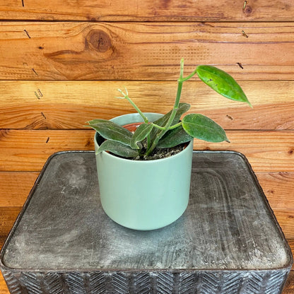 Hoya CV Optimistic, 4" Plant - Tampa Home & Garden Store
