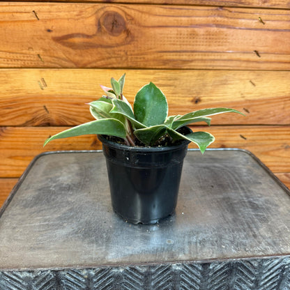 Hoya Carnosa Albomarginata, 4" Plant - Tampa Home & Garden Store