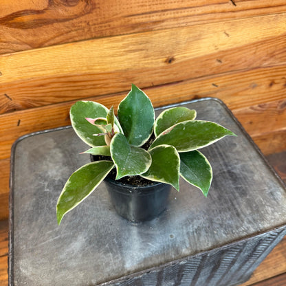 Hoya Carnosa Albomarginata, 4" Plant - Tampa Home & Garden Store