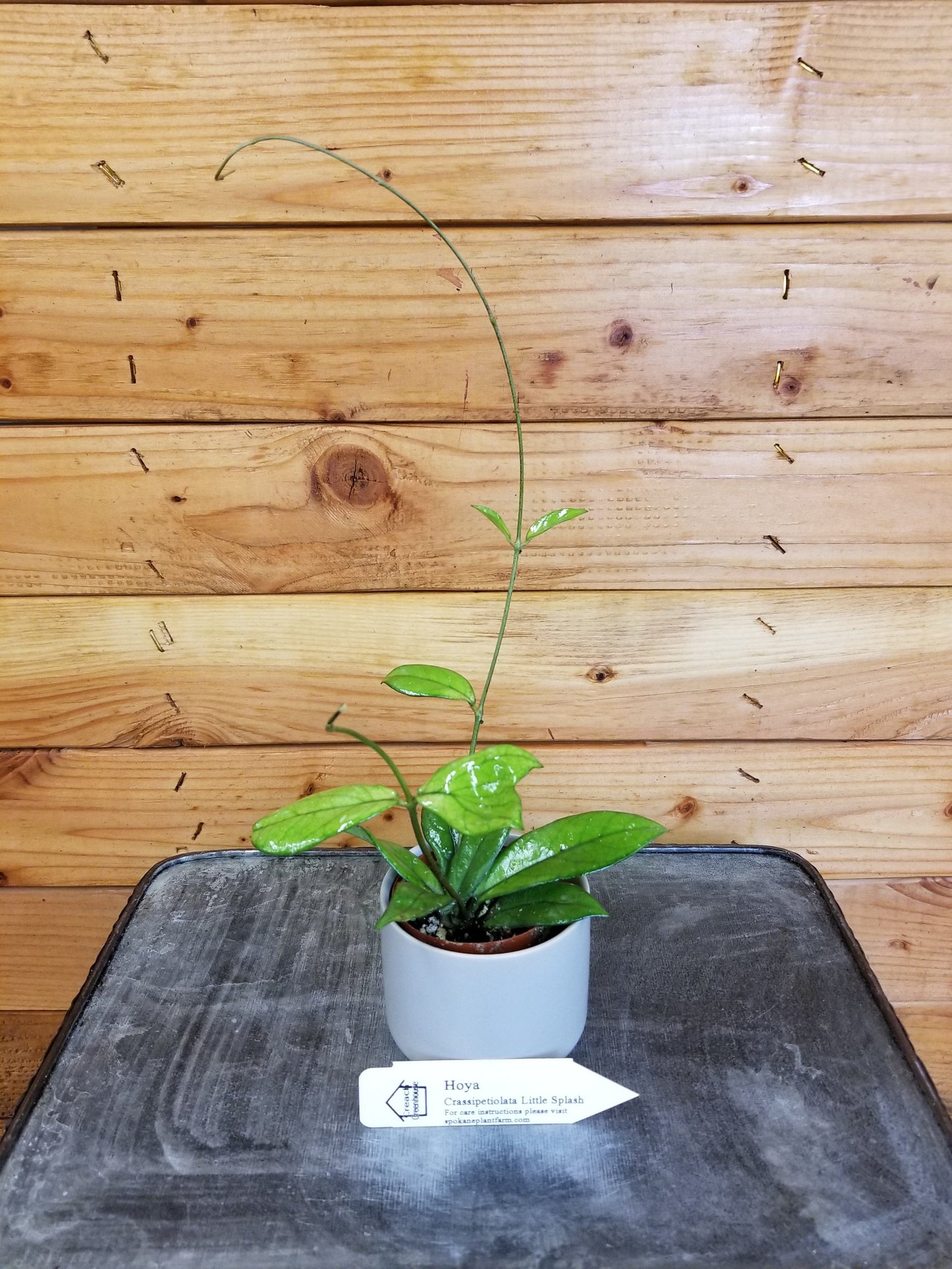 Hoya Crassipetiolata Little Splash, 2" Plant - Tampa Home & Garden Store