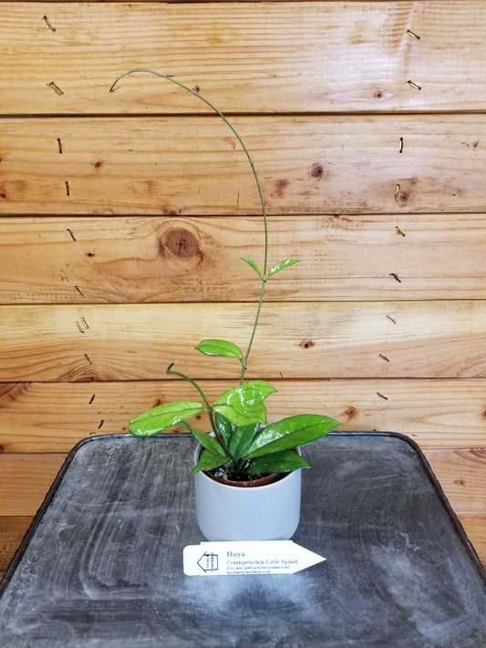 Hoya Crassipetiolata Little Splash, 2" Plant - Tampa Home & Garden Store