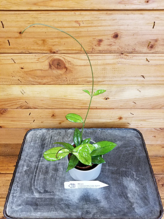 Hoya Crassipetiolata Little Splash, 2" Plant - Tampa Home & Garden Store