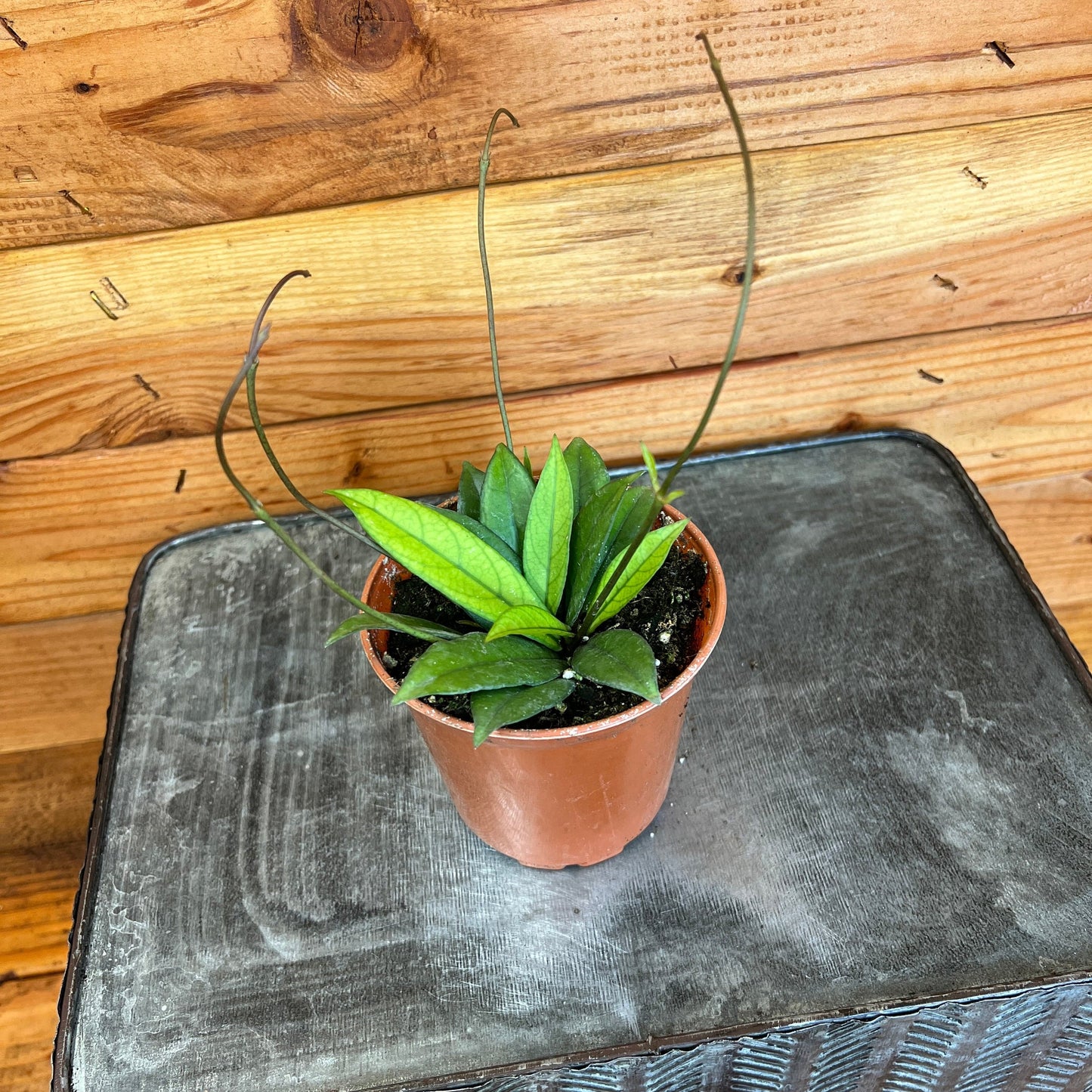 Hoya Crassipetiolata Little Splash, 4" Plant - Tampa Home & Garden Store