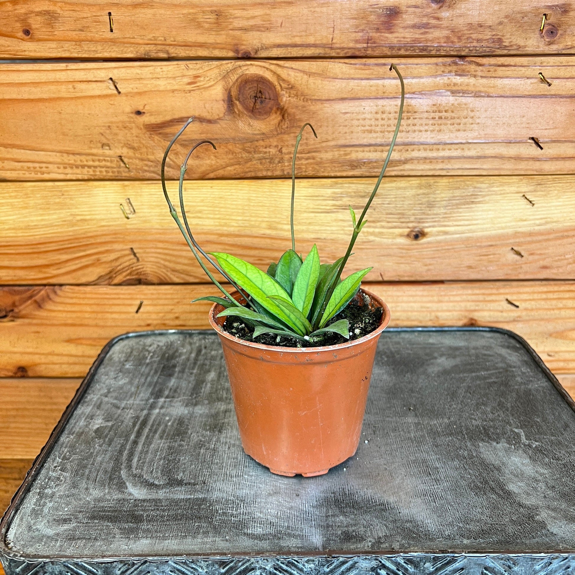 Hoya Crassipetiolata Little Splash, 4" Plant - Tampa Home & Garden Store