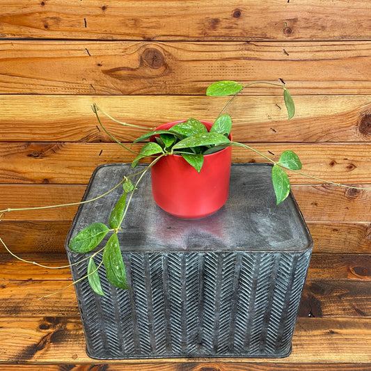 Hoya Erythrostemma Splash 4" Plant - Tampa Home & Garden Store