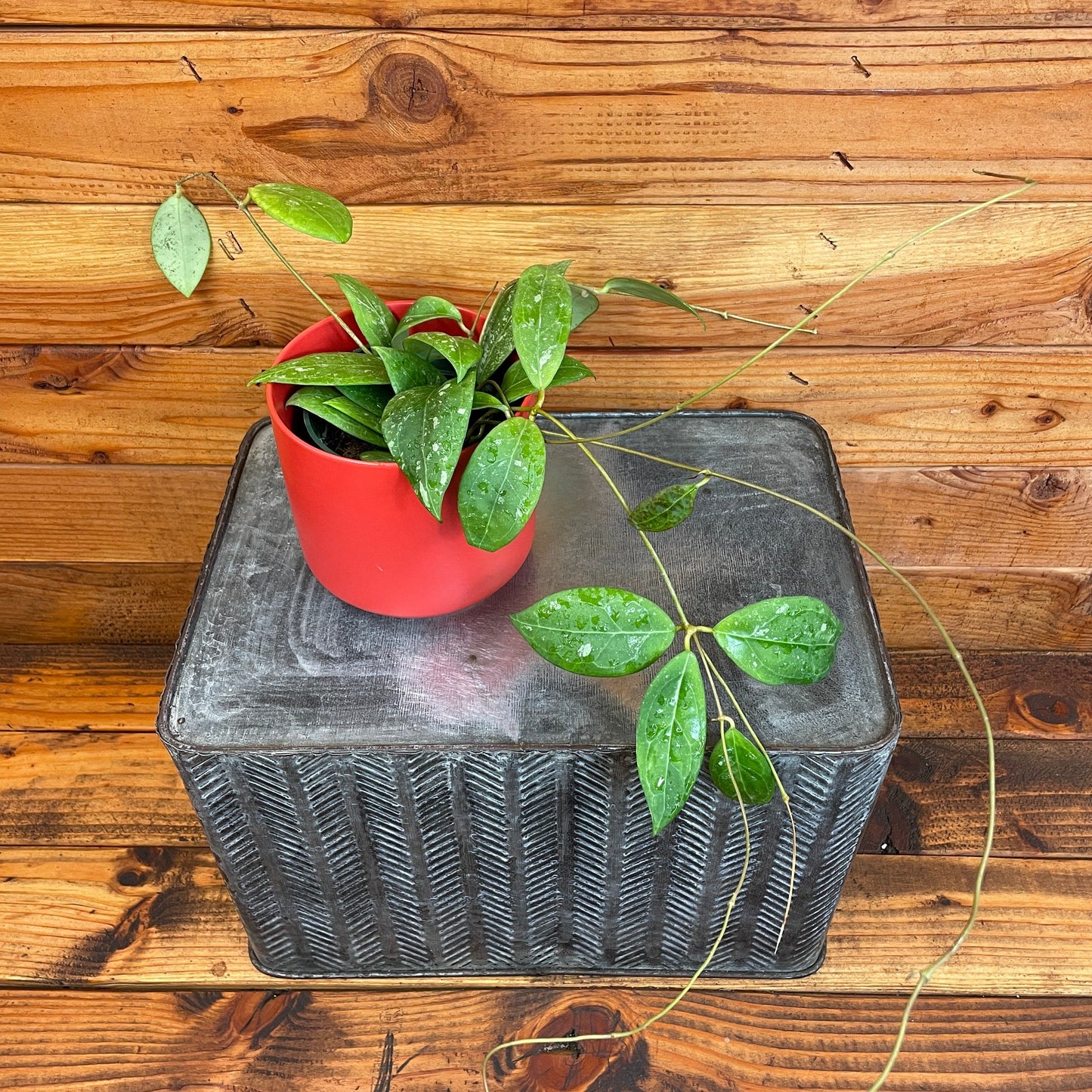 Hoya Erythrostemma Splash 4" Plant - Tampa Home & Garden Store