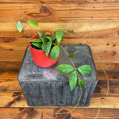 Hoya Erythrostemma Splash 4" Plant - Tampa Home & Garden Store