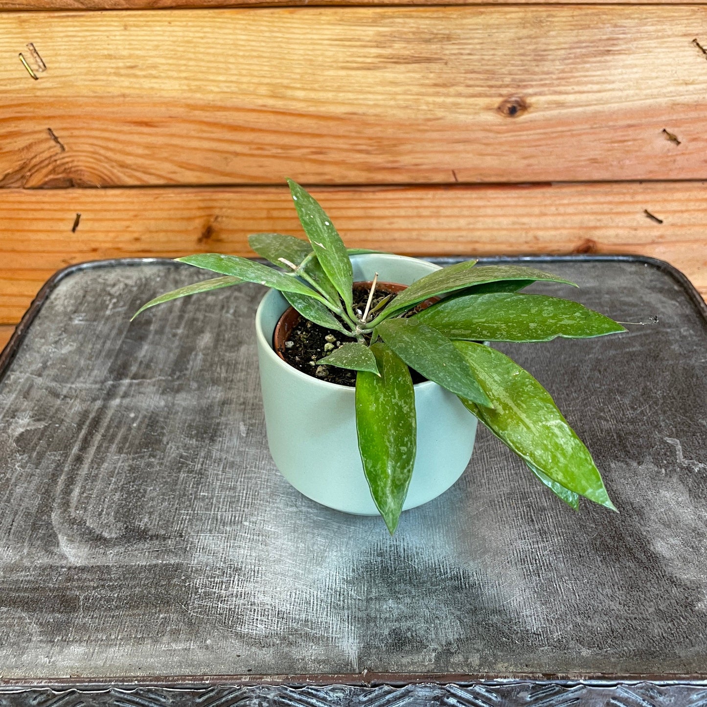 Hoya Gracilis, 2" Plant - Tampa Home & Garden Store