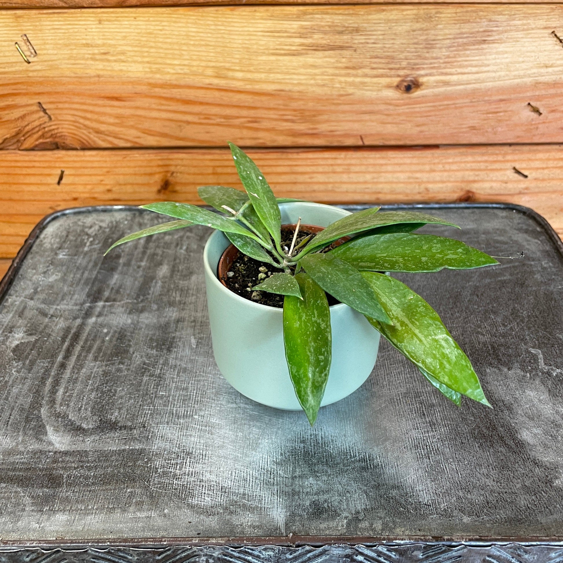 Hoya Gracilis, 2" Plant - Tampa Home & Garden Store