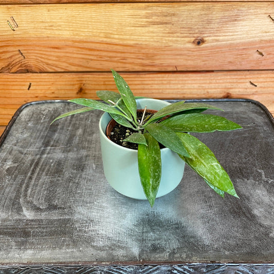 Hoya Gracilis, 2" Plant - Tampa Home & Garden Store