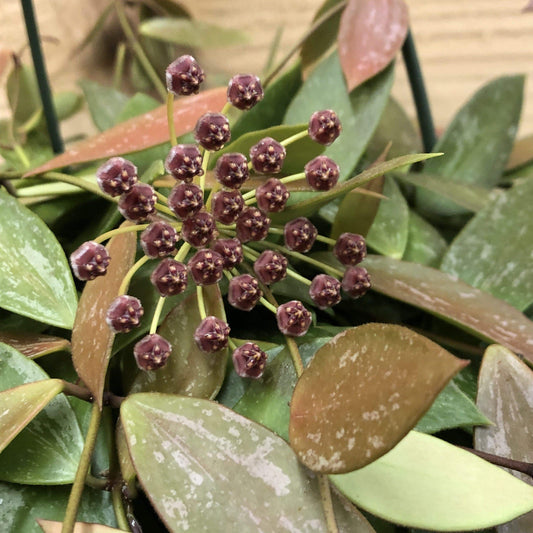 Hoya Gracilis, 4" Plant - Tampa Home & Garden Store