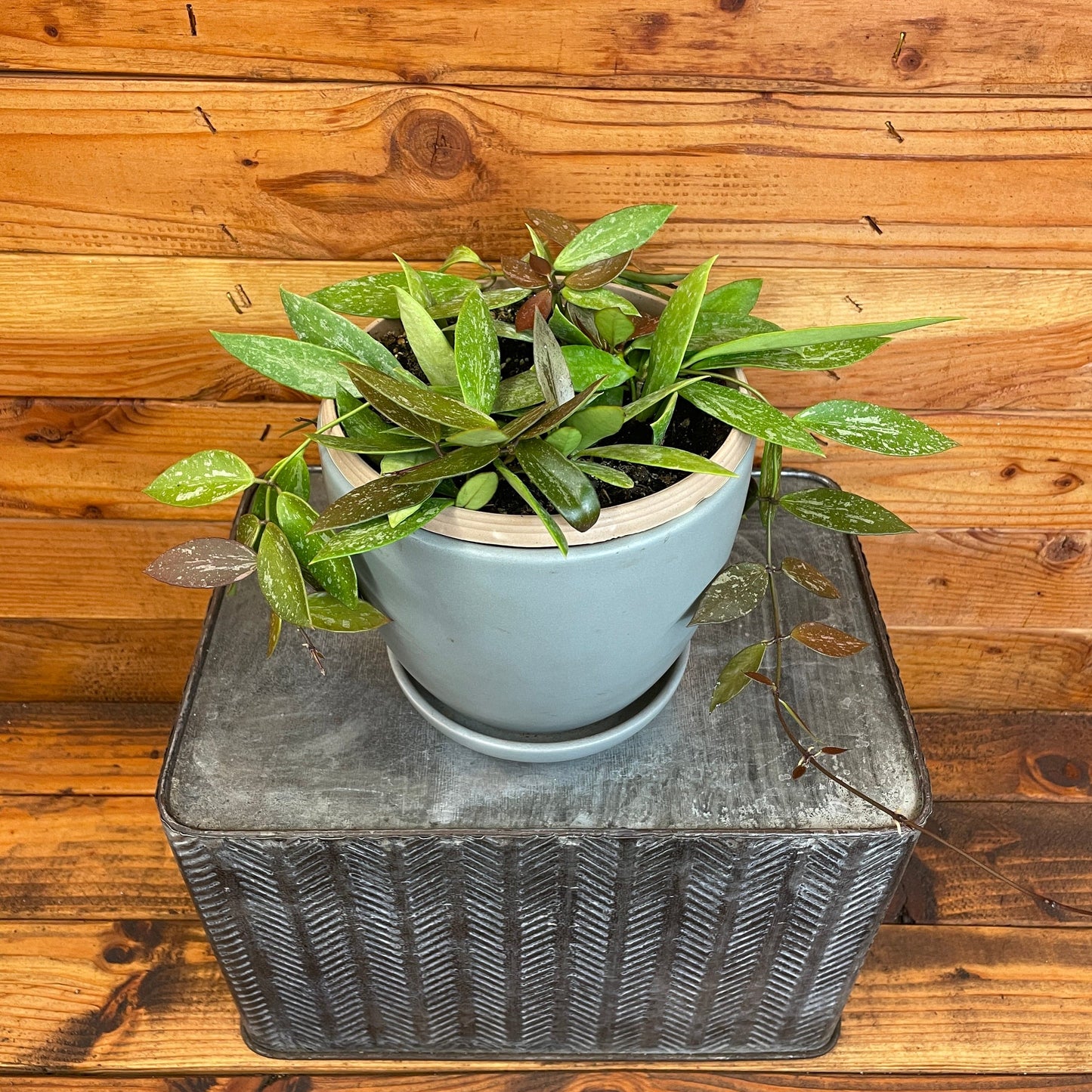 Hoya Gracilis, 6" Plant - Tampa Home & Garden Store