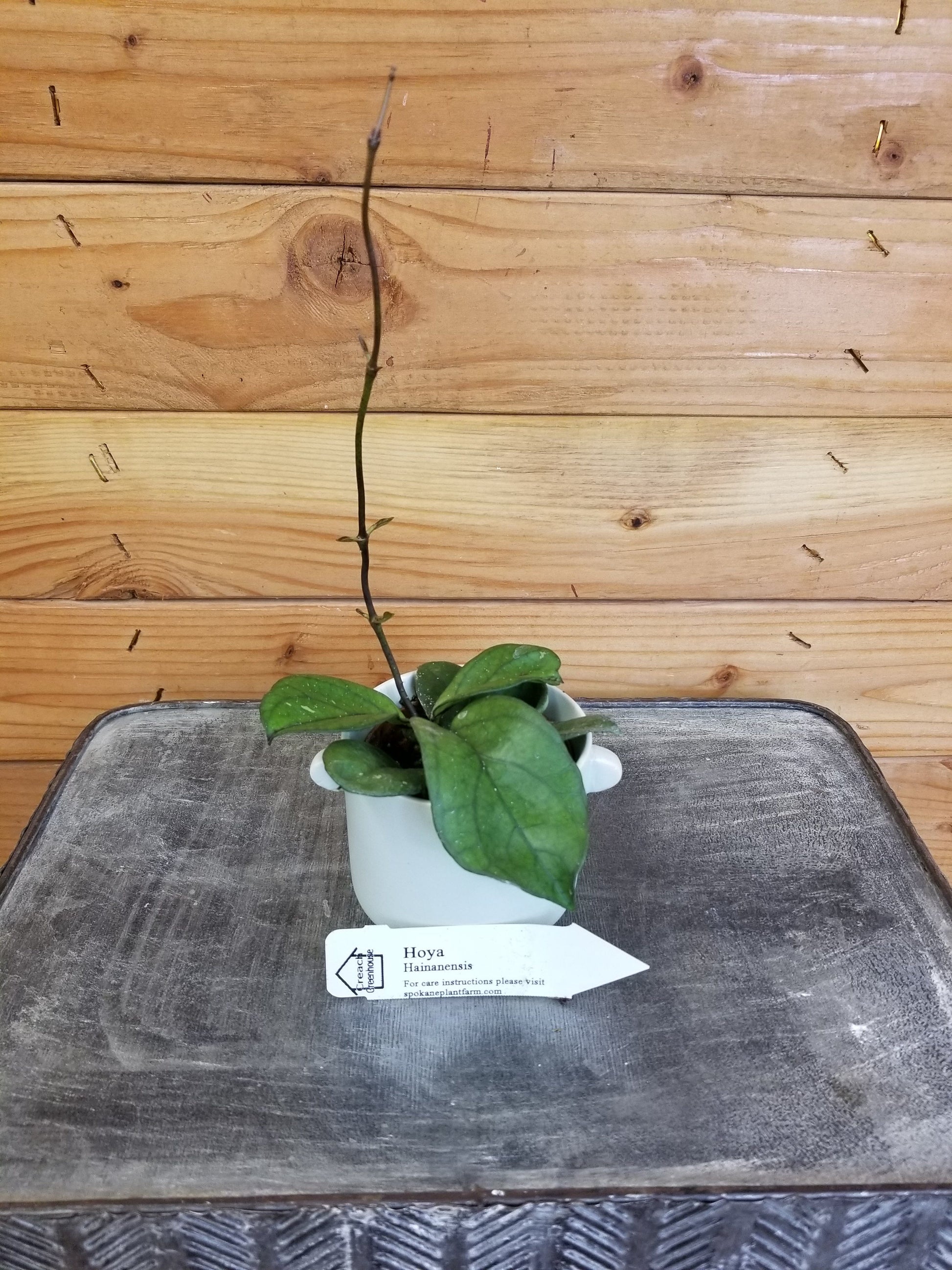 Hoya Hainanensis, 2" Plant - Tampa Home & Garden Store