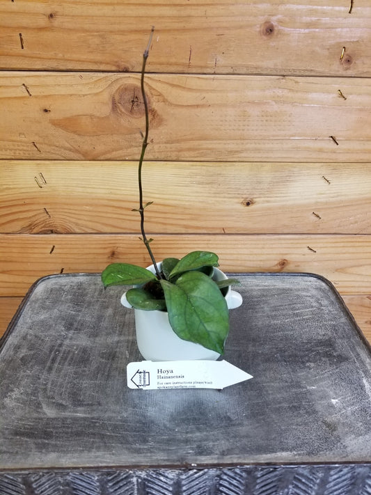 Hoya Hainanensis, 2" Plant - Tampa Home & Garden Store