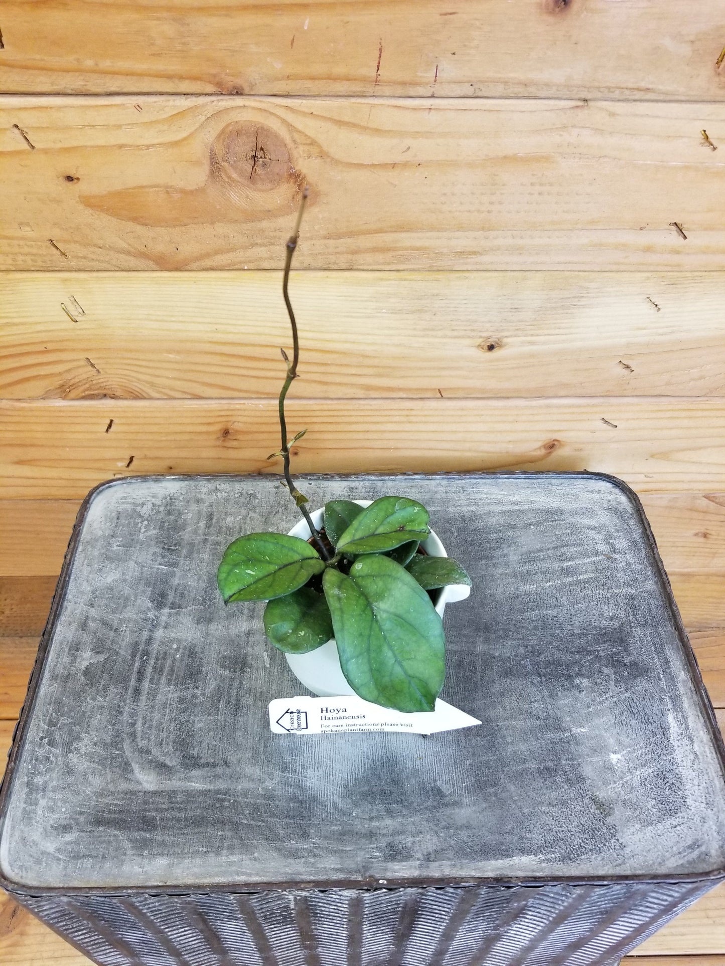 Hoya Hainanensis, 2" Plant - Tampa Home & Garden Store