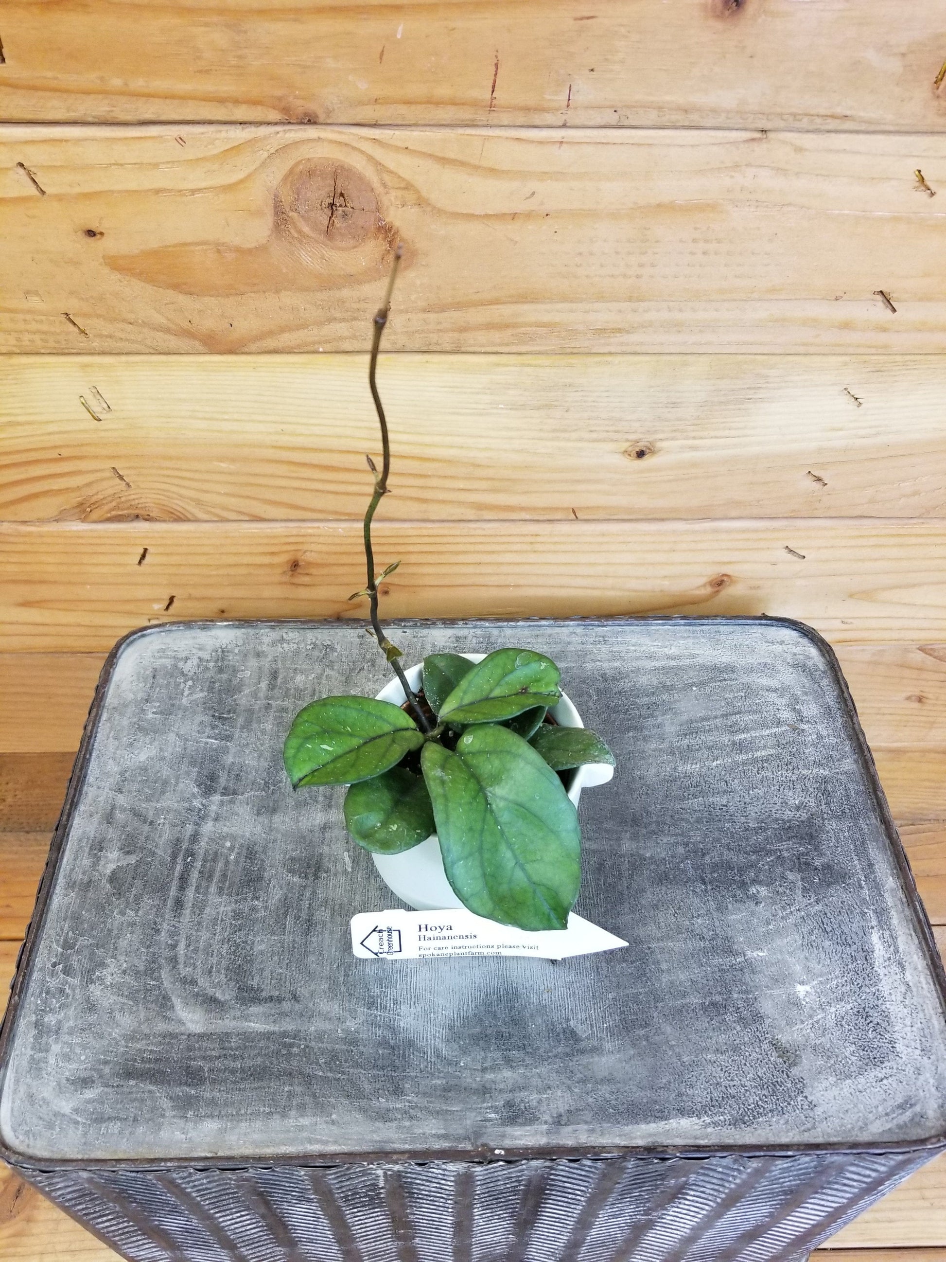 Hoya Hainanensis, 2" Plant - Tampa Home & Garden Store