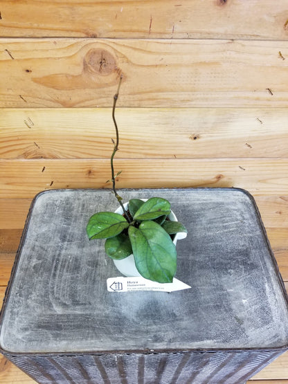 Hoya Hainanensis, 2" Plant - Tampa Home & Garden Store