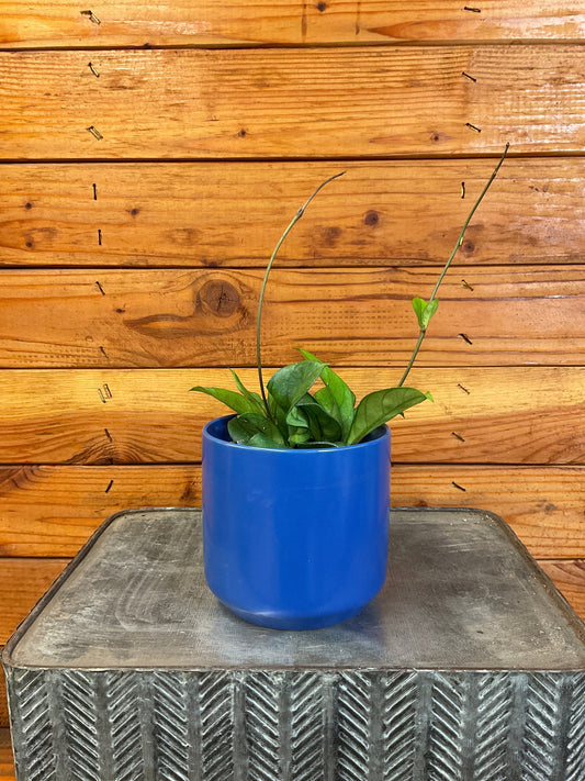 Hoya Hainanensis, 4" Plant - Tampa Home & Garden Store