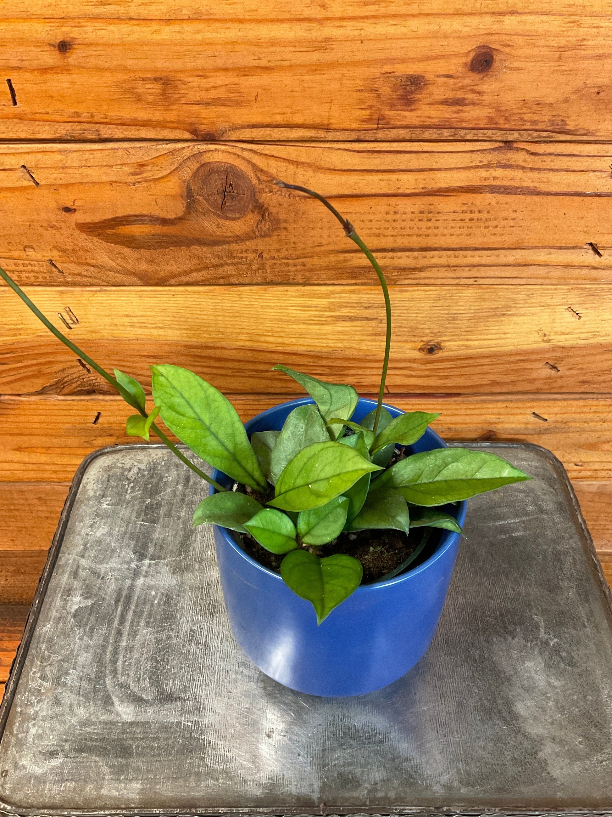 Hoya Hainanensis, 4" Plant - Tampa Home & Garden Store