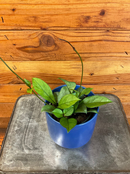 Hoya Hainanensis, 4" Plant - Tampa Home & Garden Store