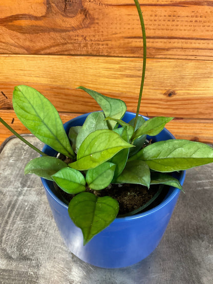 Hoya Hainanensis, 4" Plant - Tampa Home & Garden Store