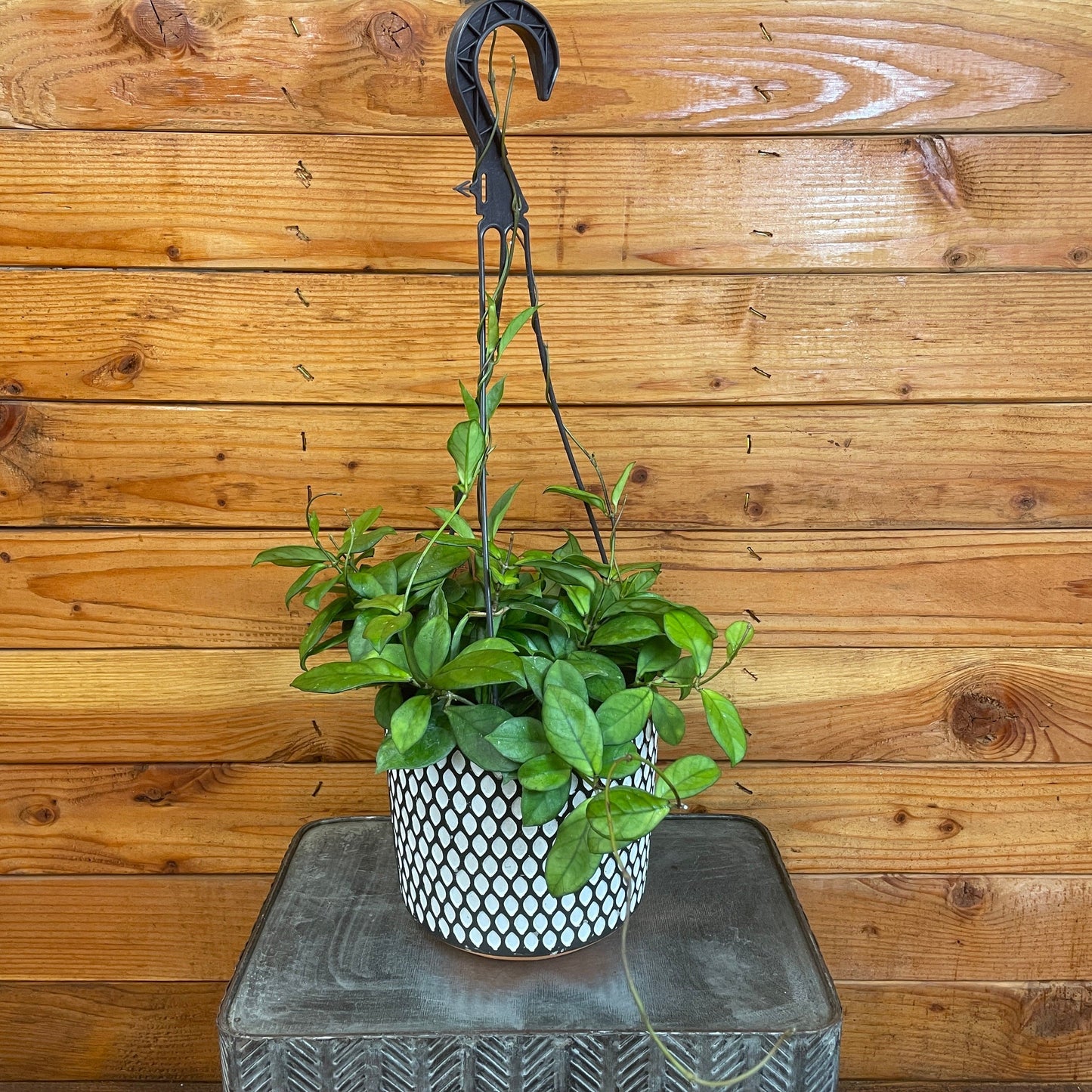 Hoya Hainanensis, 6" Plant - Tampa Home & Garden Store