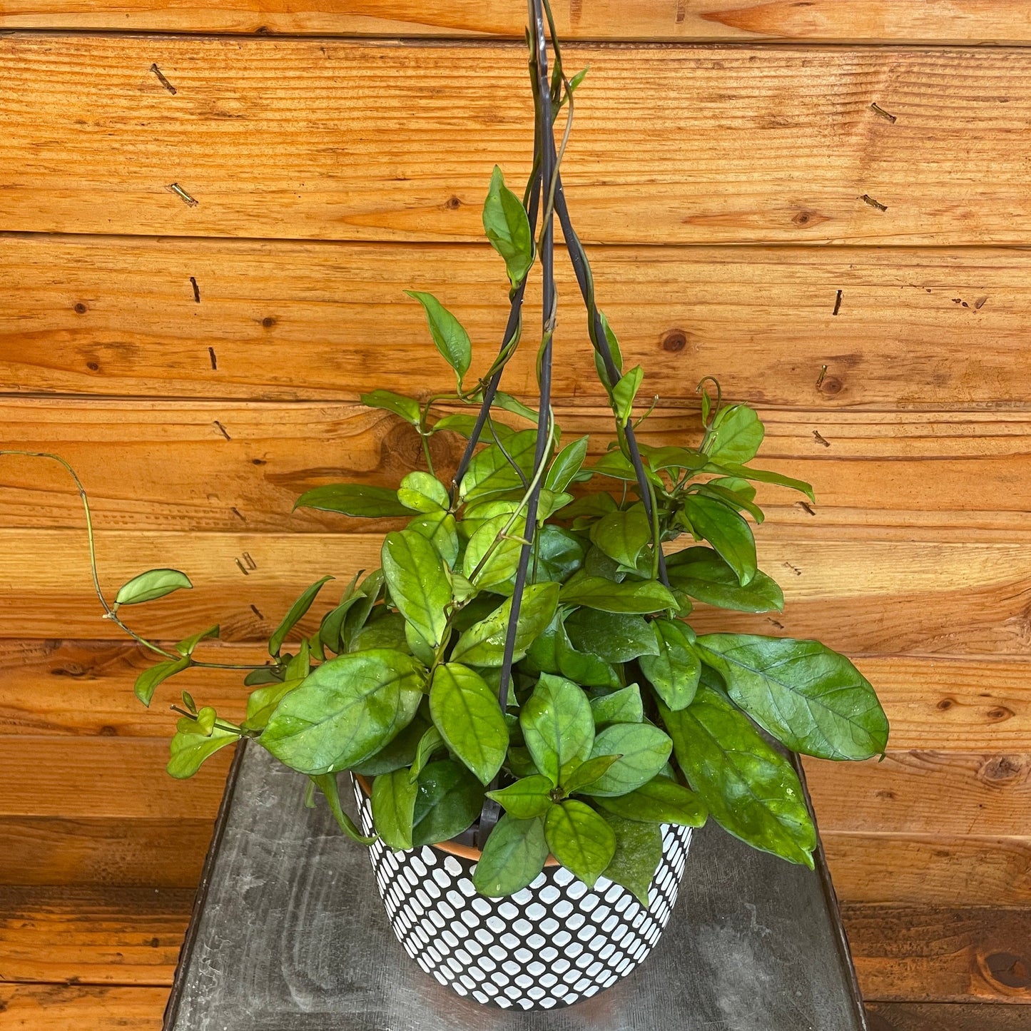 Hoya Hainanensis, 6" Plant - Tampa Home & Garden Store