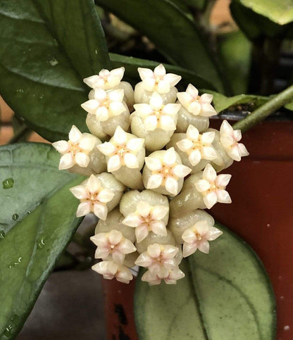 Hoya Hainanensis, 6" Plant - Tampa Home & Garden Store