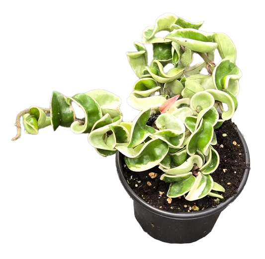 Hoya Hindu Rope Variegated 4 inch Grower Pot - Tampa Home & Garden Store