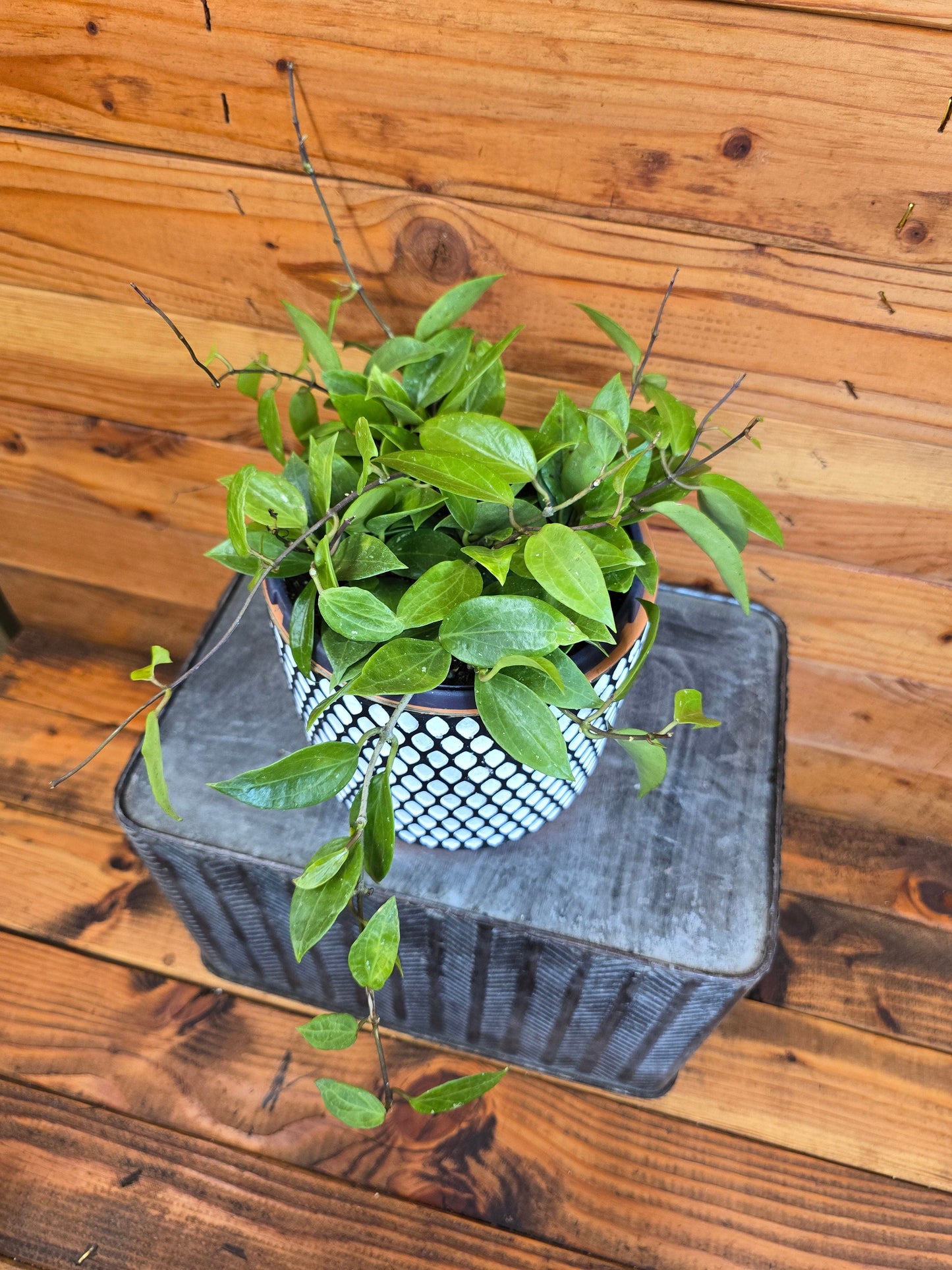 Hoya Limoniaca, 6" Plant - Tampa Home & Garden Store