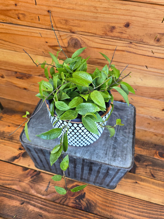 Hoya Limoniaca, 6" Plant - Tampa Home & Garden Store