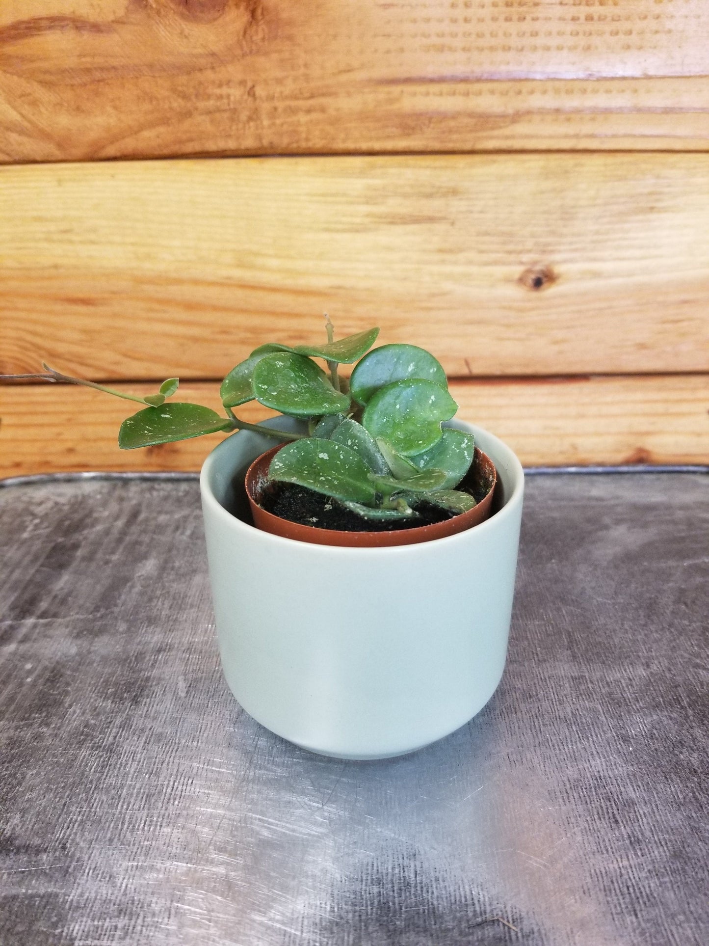 Hoya Mathilde, 2" Plant - Tampa Home & Garden Store