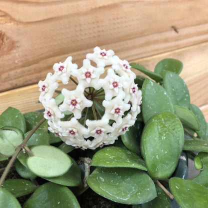 Hoya Mathilde, 2" Plant - Tampa Home & Garden Store