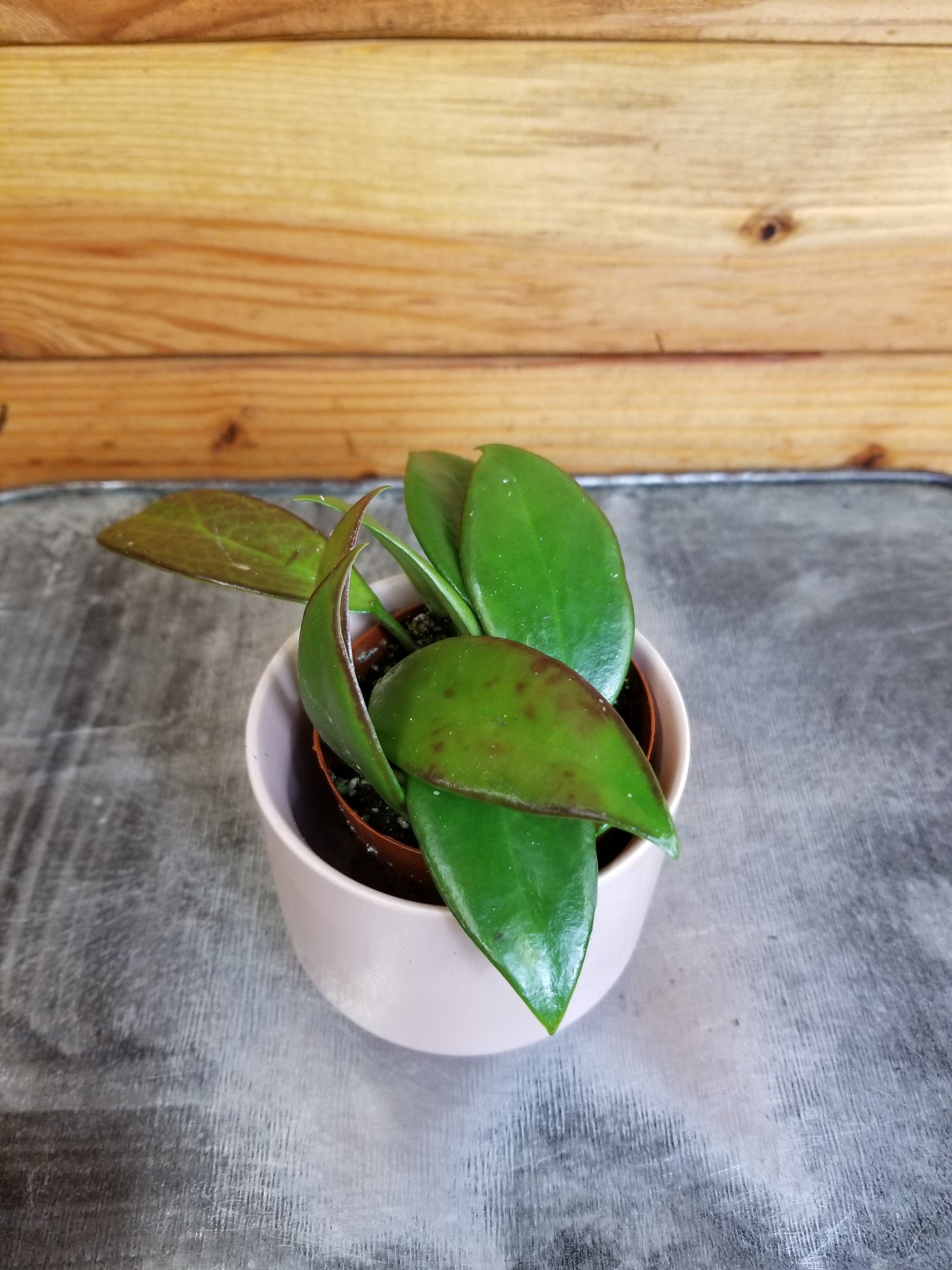 Hoya Minahassae, 2" Plant - Tampa Home & Garden Store