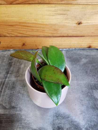 Hoya Minahassae, 2" Plant - Tampa Home & Garden Store