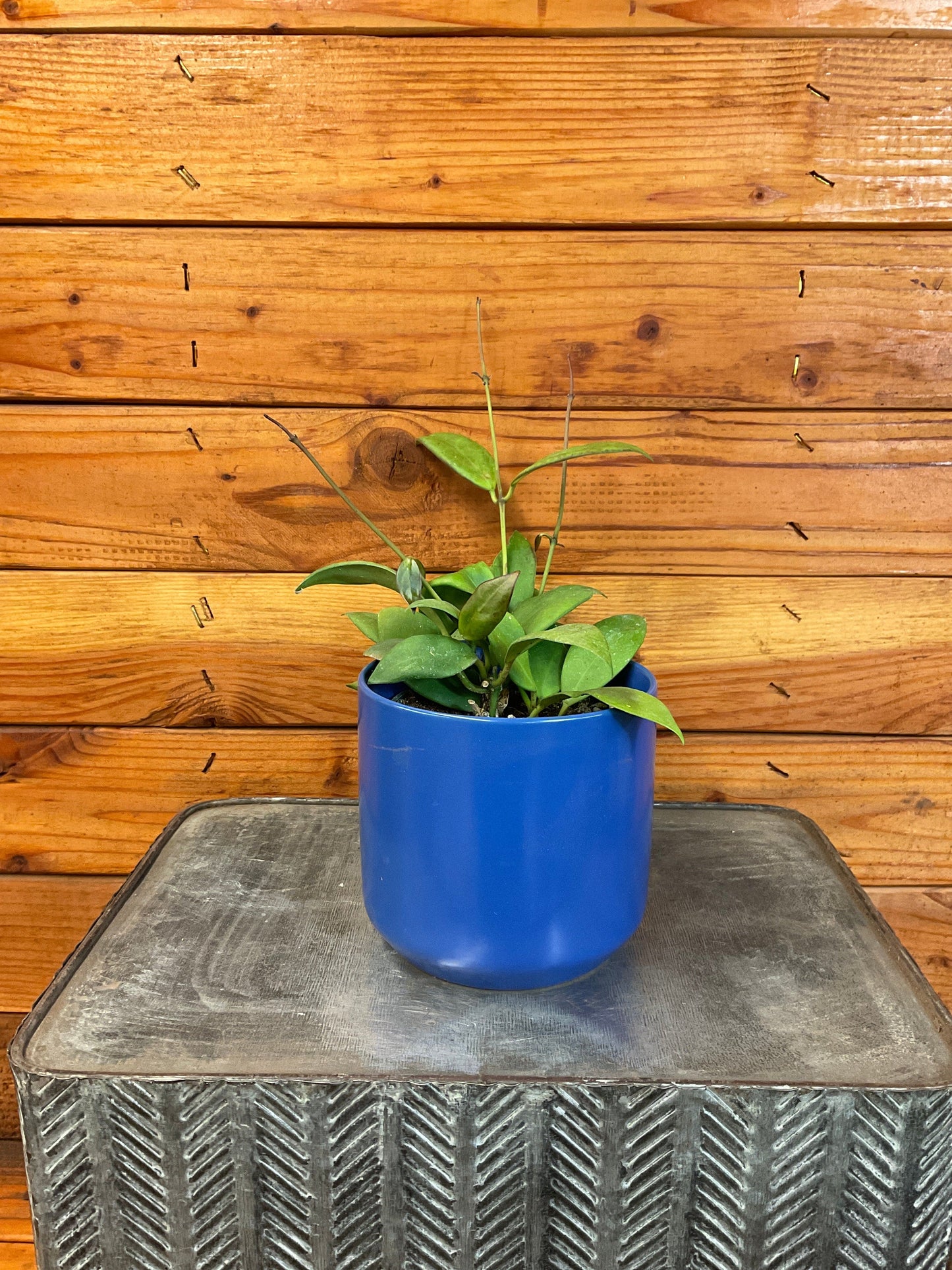 Hoya Minahassae, 4" Plant - Tampa Home & Garden Store