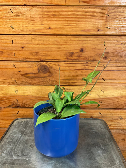 Hoya Minahassae, 4" Plant - Tampa Home & Garden Store