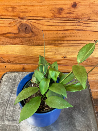 Hoya Minahassae, 4" Plant - Tampa Home & Garden Store