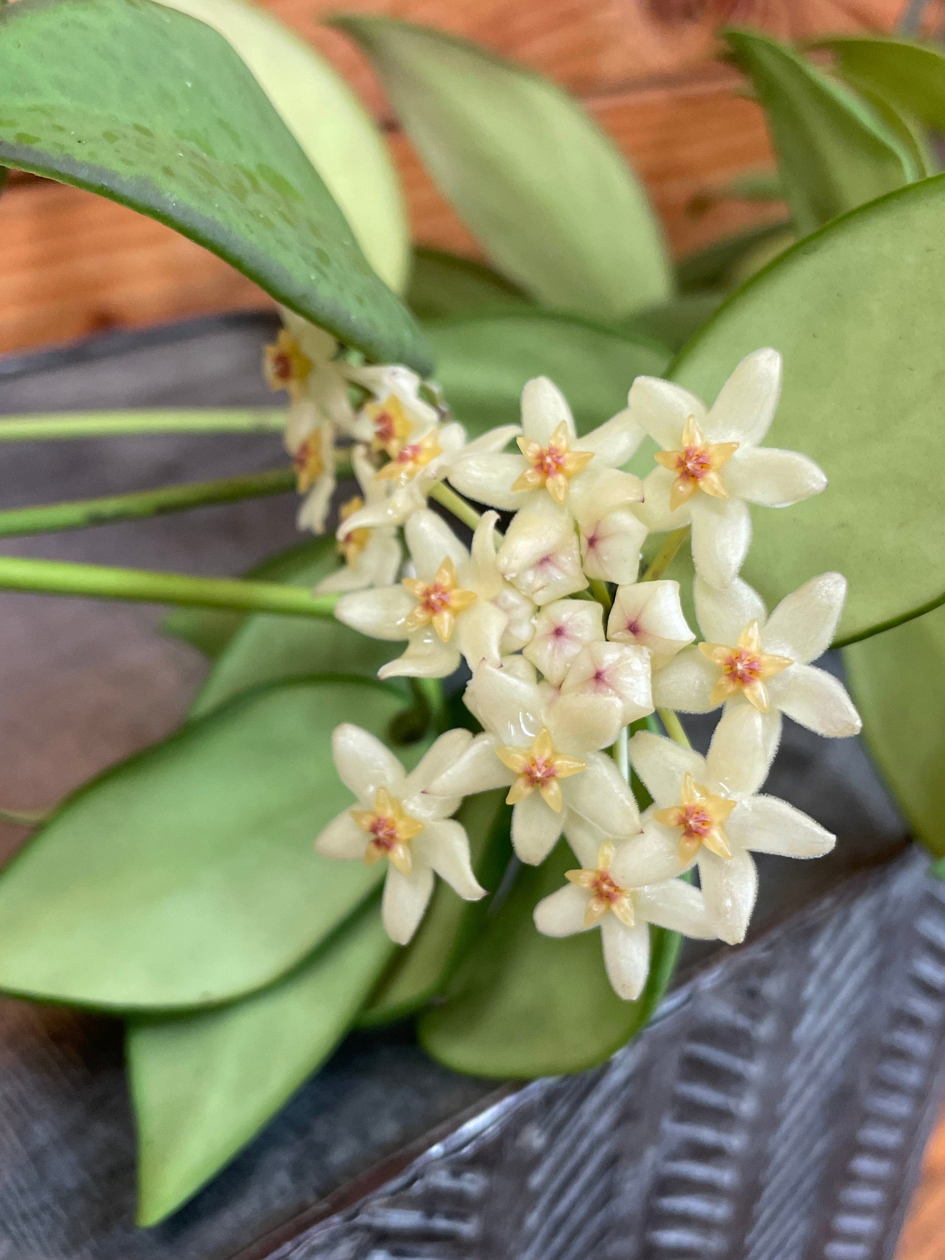 Hoya Minahassae, 4" Plant - Tampa Home & Garden Store