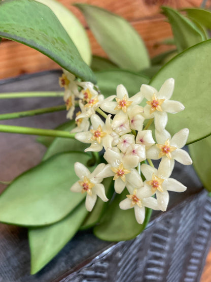 Hoya Minahassae, 4" Plant - Tampa Home & Garden Store