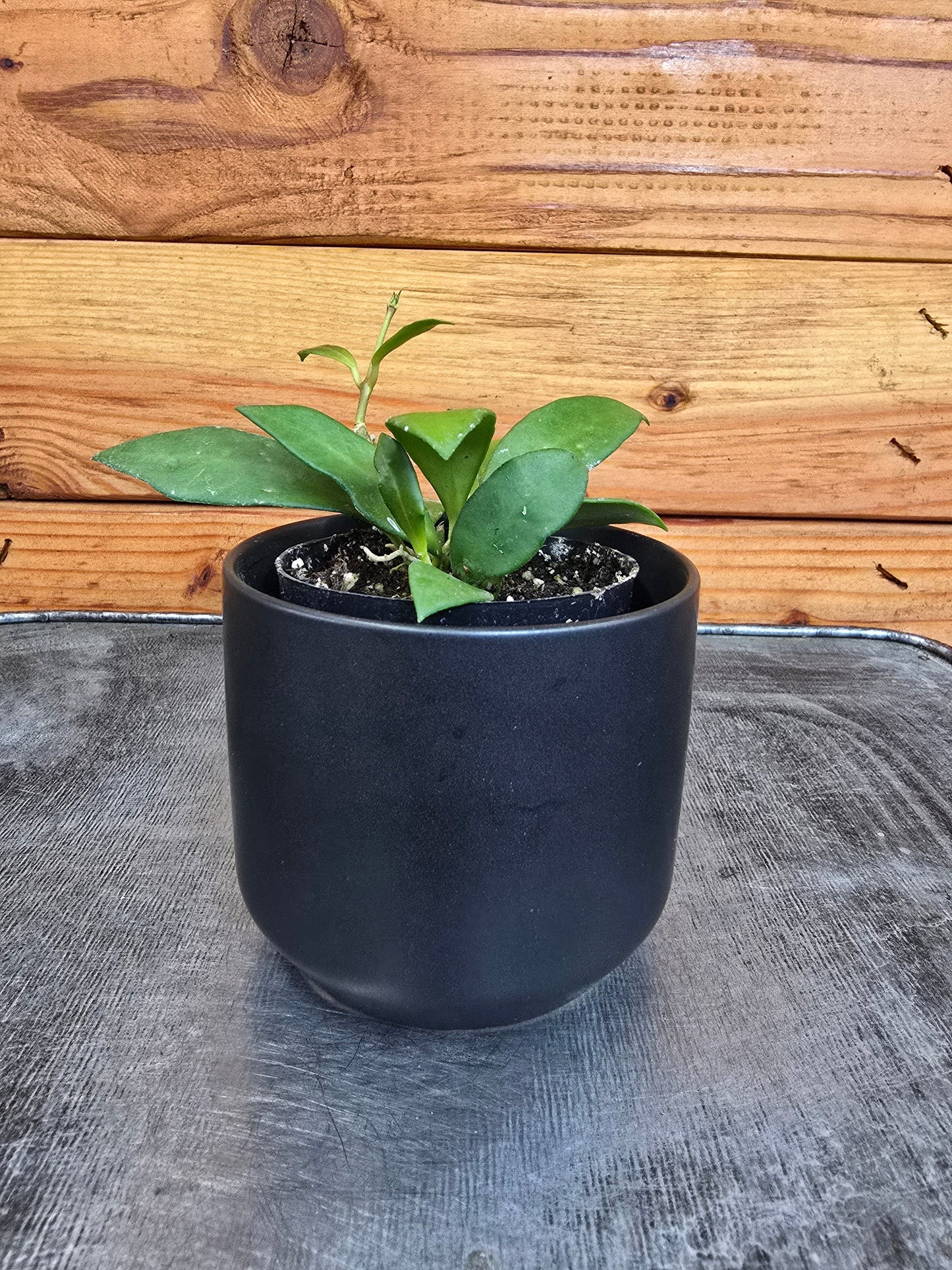 Hoya Noona, 2" Plant - Tampa Home & Garden Store