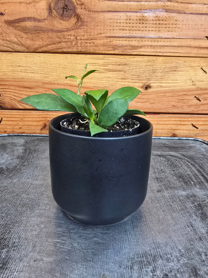 Hoya Noona, 2" Plant - Tampa Home & Garden Store